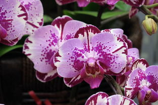 花卉市場(chǎng)隨拍 苗木種植及技術(shù)咨詢