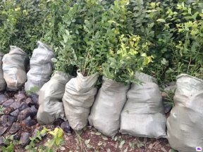 泰安國富苗木 廣東藍莓苗供應、優惠價格及種植技術指南