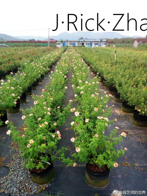 未來苗圃生產(chǎn)基地的發(fā)展方向 苗木種植與技術(shù)咨詢的融合創(chuàng)新