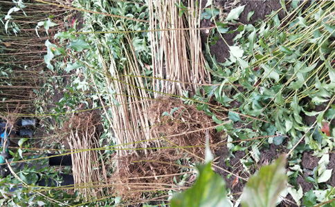 四川綿陽李子苗基地 正宗李子樹苗品種與報(bào)價(jià)全解析