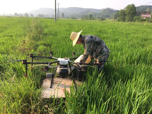 霍山種糧大戶用無人機防治蟲害